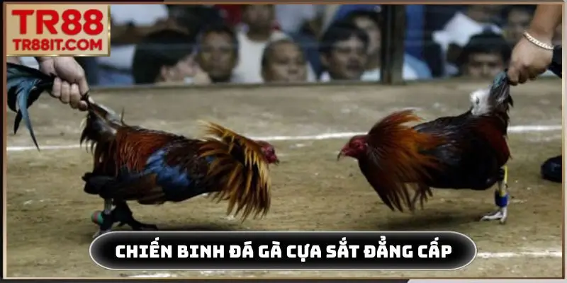 Chiến binh đá gà cựa sắt đẳng cấp