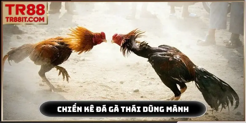Chiến kê đá gà Thái dũng mãnh