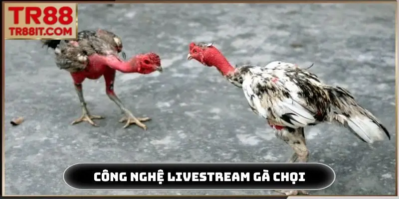 Công nghệ livestream gà chọi hiện đại