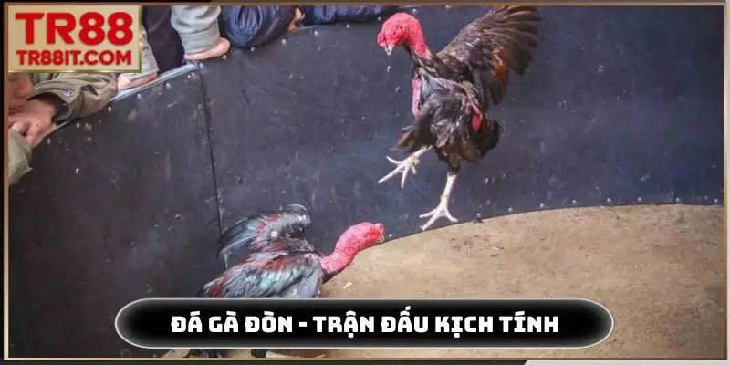 đá gà đòn