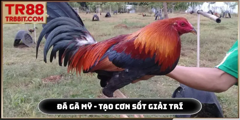 đá gà kiểu mỹ