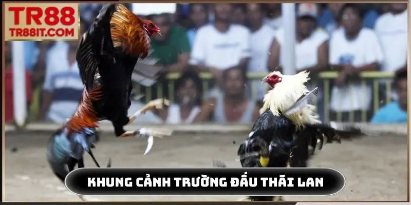 Khung cảnh trường đấu Thái Lan