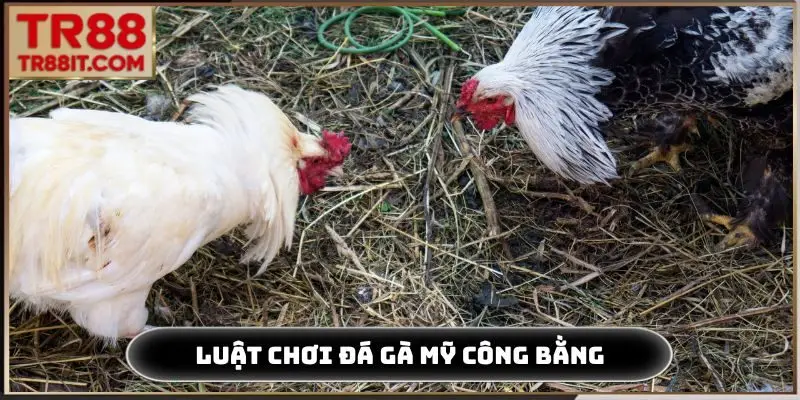 Luật chơi đá gà Mỹ đảm bảo công bằng