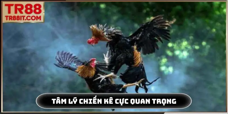 Tâm lý chiến kê cực quan trọng