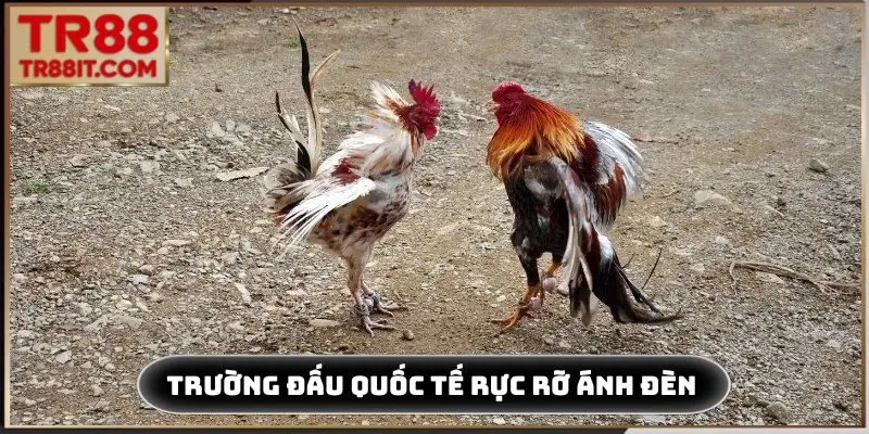 Trường đấu quốc tế rực rỡ ánh đèn